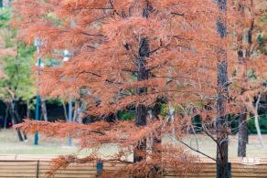 莲花山公园落羽杉