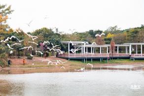 莲花山公园落羽杉