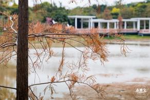 莲花山公园落羽杉