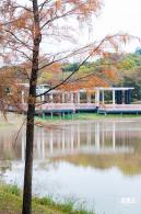 莲花山公园落羽杉