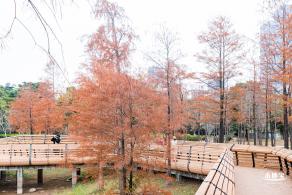 莲花山公园落羽杉