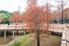 莲花山公园落羽杉