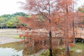 莲花山公园落羽杉