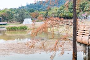 莲花山公园落羽杉