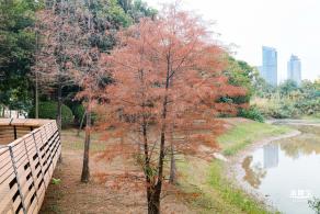 莲花山公园落羽杉