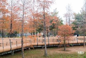 莲花山公园落羽杉