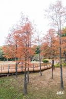 莲花山公园落羽杉