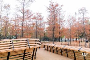 莲花山公园落羽杉
