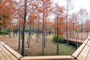 莲花山公园落羽杉