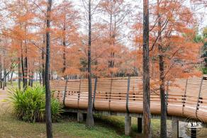 莲花山公园落羽杉