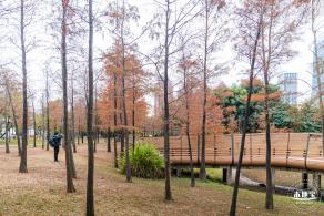 莲花山公园落羽杉
