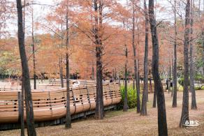 莲花山公园落羽杉