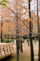 莲花山公园落羽杉