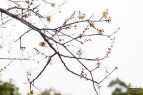 荔枝公园梅花