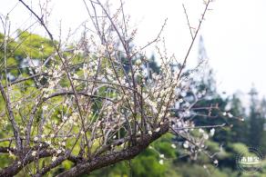 荔枝公园梅花