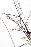 荔枝公园梅花