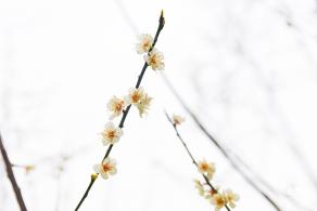 荔枝公园梅花