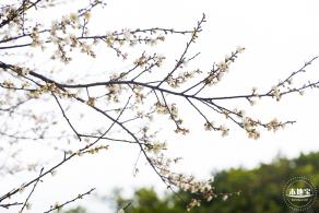 荔枝公园梅花