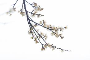 荔枝公园梅花