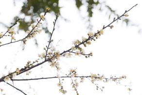荔枝公园梅花