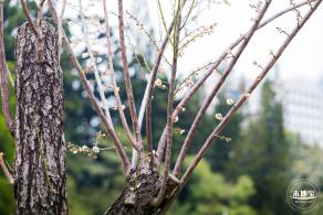 荔枝公园梅花