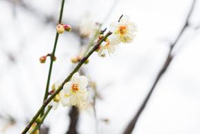 荔枝公园梅花