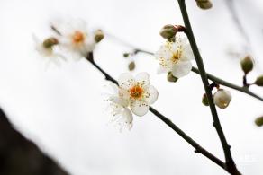 荔枝公园梅花