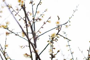 荔枝公园梅花