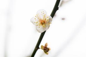 荔枝公园梅花