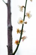 荔枝公园梅花