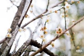 荔枝公园梅花
