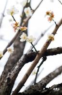 荔枝公园梅花