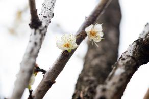 荔枝公园梅花
