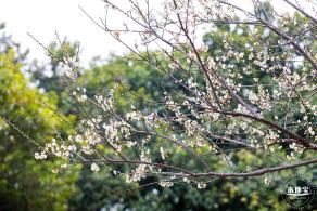 荔枝公园梅花