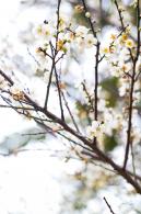 荔枝公园梅花