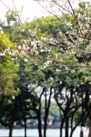 荔枝公园梅花