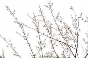 荔枝公园梅花