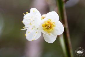 荔枝公园梅花