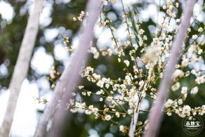 荔枝公园梅花