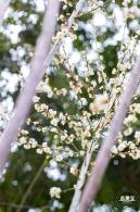 荔枝公园梅花