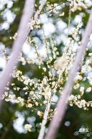 荔枝公园梅花