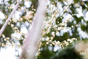 荔枝公园梅花