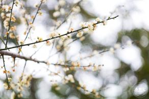 荔枝公园梅花
