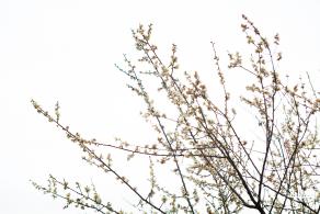 荔枝公园梅花