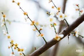 中心公园梅花