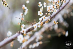 中心公园梅花