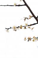 中心公园梅花