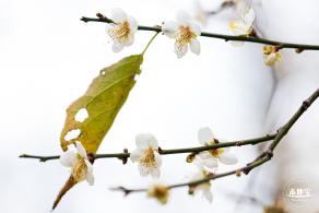 中心公园梅花