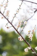 中心公园梅花