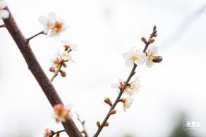 中心公园梅花